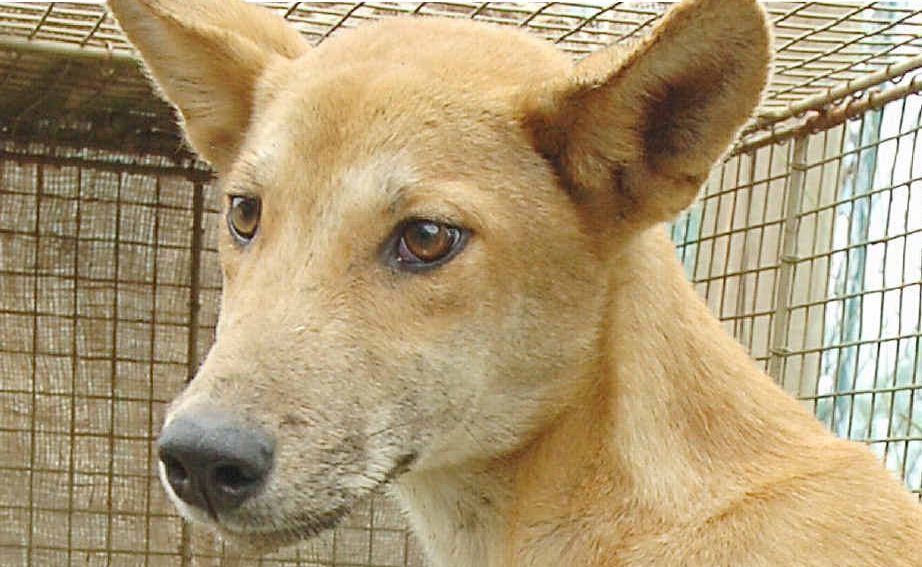 A seven-month-old dingo pup delivered to Fraser Coast TESS Wildlife Sanctuary in Maryborough on Thursday may be a purebred dingo from Fraser Island. A seven-month-old dingo pup delivered to Fraser Coast TESS Wildlife Sanctuary in Maryborough on Thursday may be a purebred dingo from Fraser Island.